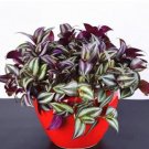 Fresh 100PCS Zebrina Seed Purple Light Gray Stripes Leaves