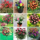 Fresh 100PCS Rose Tree Seeds Mixed 9 Types Flowers