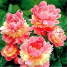 Fresh 10PCS Sorbet Robust Colorful Double Blooms Peony Tree Seeds