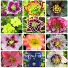Fresh 20PCS Japanese Potted Helleborus Plant Seeds Mixed Flowers
