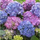 Fresh 20PCS Champagne Hydrangea Seeds Light Purple and Light Blue Flowers