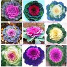 Fresh 100PCS Kale Flowering Ornamental Cabbage Flower Seeds Mixed Flowers