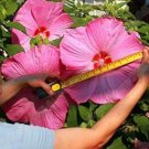 Fresh 100PCS Giant Hibiscus Flower Seeds Rose Pink Flowers