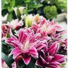 Fresh 100PCS Double Lily Flower Plants Seeds Rose Red Flowers