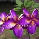Fresh 100PCS Plumeria Hawaiian Seeds Purple Flowers