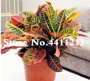 Fresh 100PCS Codiaeum variegatum Seeds Rose Red Yellow Green Colors
