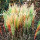 Fresh 500PCS Pampas Grass Seeds Light Yellow Green Red Colors