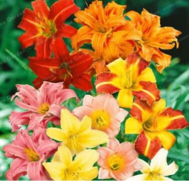 Fresh 100PCS Hemerocallis Bonsai Seeds Mixed Flowers