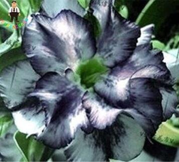 Fresh 2PCS Desert Rose Seeds Black and White Double Flowers