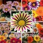 Fresh 5PCS Lucky Gazania splendens Seeds Mixed Flowers