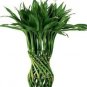 Fresh 50PCS Lucky Bamboo Seeds Green Indoor Plants
