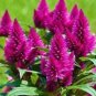 Fresh 300PCS Flamingo Cockscomb Seeds 2 Types available