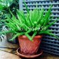 Fresh 100PCS Garden Foxtail Fern Bonsai Seeds Green Color