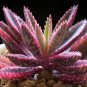 Fresh 50PCS Kalanchoe sementes Seeds Succulent Bonsai Seeds