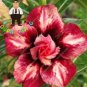 Fresh 2PCS Desert Rose Adenium Seeds 2 Types Available