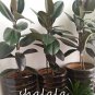 Fresh 50PCS Ficus Elastica Decora Indian Rubber Tree Seeds Green Color