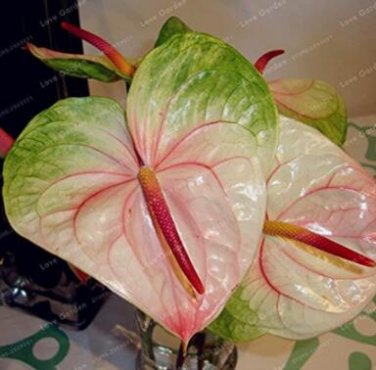 Fresh 100PCS Anthurium Seeds Green Light Pinkish Bicolor Flowers