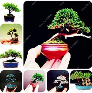 Fresh 100PCS Colorful Japanese Juniper Mixed Seeds