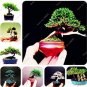 Fresh 100PCS Colorful Japanese Juniper Mixed Seeds