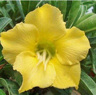 Fresh 1PC Desert Rose Seed Fully Yellow Single Flowers
