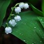 Fresh 10PCS Lily of The Valley Flowers Seeds