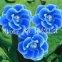 Fresh 100PCS Climbing Gloxinia Seed Sinningia Speciosa Flower Seeds Sky Blue Color