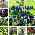 Fresh 30PCS Korean Fir Tree Seeds Abies Koreana Mixed