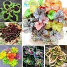 Fresh 100PCS Rare Coleus Plants Seeds Mixed Rainbow Colorful 6 Types