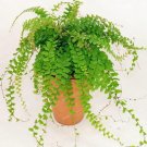 Fresh 100PCS Adiantum Capillus Maidenhair Fern Seeds