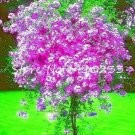 Fresh 100PCS Plumbago Auriculata Bonsai Seeds Purple White Flowers