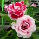 Fresh 100PCS Gloxinia Plants Seeds 3 Colors Available