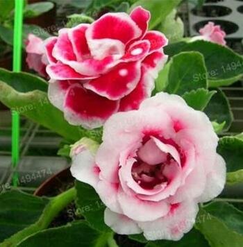 Fresh 100PCS Gloxinia Plants Seeds 3 Colors Available