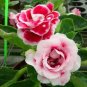 Fresh 100PCS Gloxinia Plants Seeds 3 Colors Available