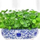Fresh 100PCS Hydrocotyle Vulgaris Seeds