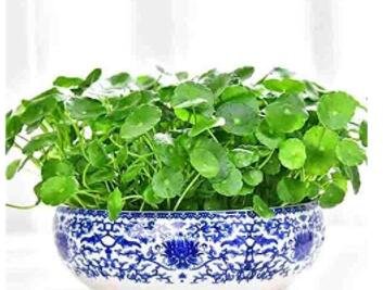 Fresh 100PCS Hydrocotyle Vulgaris Seeds