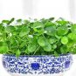 Fresh 100PCS Hydrocotyle Vulgaris Seeds