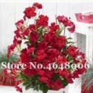 Fresh 200PCS Climbing Mandevilla Sanderi Dipladenia sanderi Seeds Dark Red Flowers