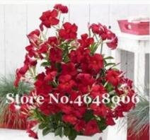 Fresh 200PCS Climbing Mandevilla Sanderi Dipladenia sanderi Seeds Dark Red Flowers
