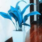 Fresh 100PCS Hosta Seeds Sky Blue Leaves
