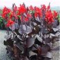Fresh 200PCS Canna Lily Flore Outdoor Indoor Seeds Red Flowers with Dark Red Leaves