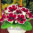 Fresh 100PCS Gloxinia Seeds Dark Red Flowers with White Edge