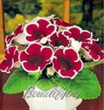 Fresh 100PCS Gloxinia Seeds Dark Red Flowers with White Edge