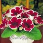 Fresh 100PCS Gloxinia Seeds Dark Red Flowers with White Edge