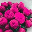Fresh 10PCS Chinese Peony Tree Seed Rose Pink Double Flowers