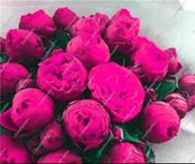 Fresh 10PCS Chinese Peony Tree Seed Rose Pink Double Flowers