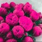 Fresh 10PCS Chinese Peony Tree Seed Rose Pink Double Flowers