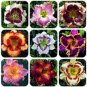 Fresh 100PCS Hemerocallis Middendorffii Daylily Seeds Mixed 9 Colors
