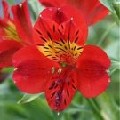 Fresh 100PCS Peruvian Lily Alstroemeria Flowers Red Flowers with Little Yellow Black Seeds