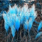 Fresh 500PCS Pampas Grass Seeds Sky Blue Color