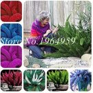 Fresh 100PCS Foxtail Fern Seeds Mixed Red Green Purple Dark red White etc. Colors